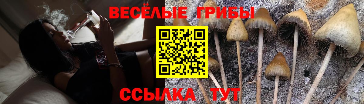 Псилоцибиновые грибы GOLDEN TEACHER  Псилоцибиновые грибы Psilocybine cubensis  как найти закладки  Дедовск  Вход с VPN 